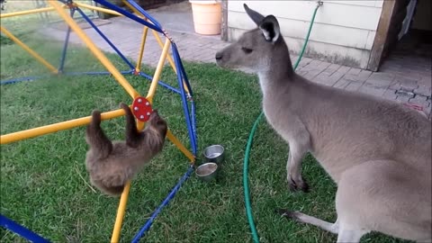 funniest baby sloths