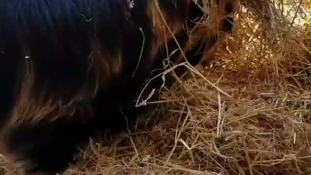 The little pig buried himself in the grass after eating