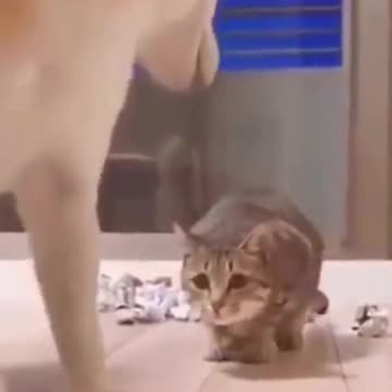 PETS NEVER LIE ABOUT LOVE-50 #shorts