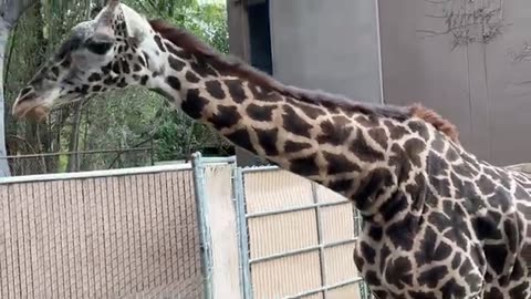 A FAMILY FUN DAY AT THE LOS ANGLES ZOO !!!!