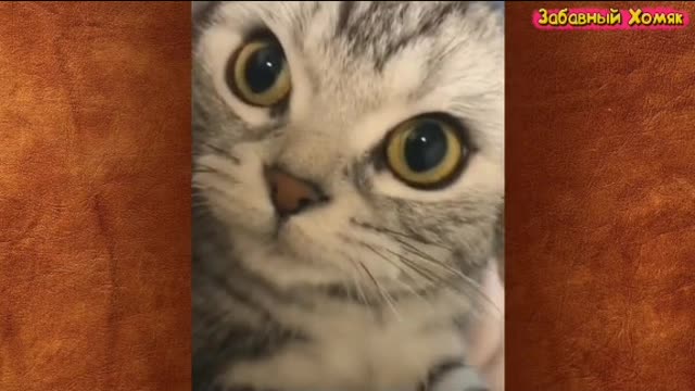 Котики мур