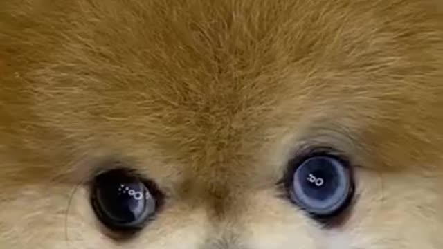 My favorite puppy is here after watch this video can't stop your smile