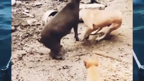 Funny Animal video. Animal funny videos. Viral Animal # viral video.