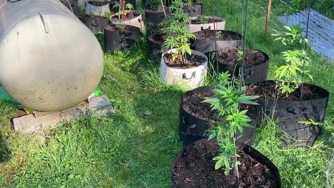 Pure Michigan derek hunter podcast marijuana garden July 12, 2021