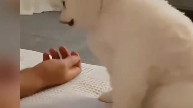 Cute dog