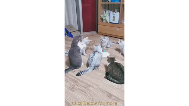 Cats are playing game