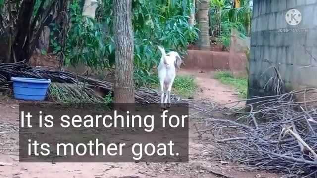 #Village# Goat Entertainment Video###