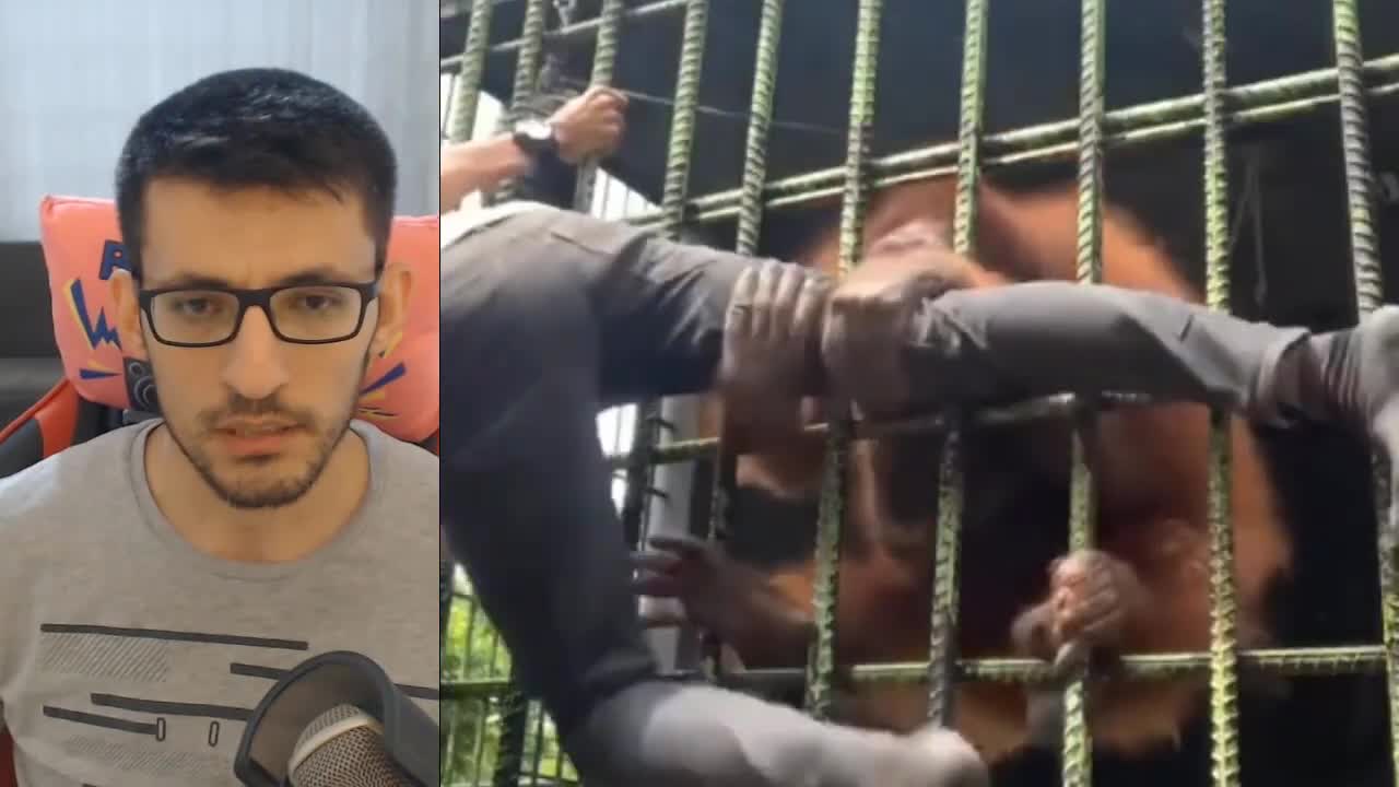 PART 2 ZOO ATTACK WILD VIDEO OF ORANGUTAN GRABBING MAN AT ENCLOSURE