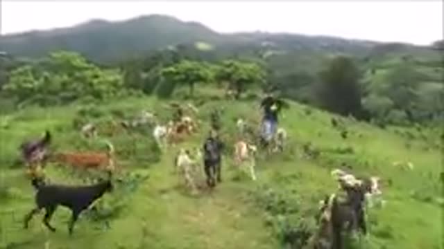 Territorio de Zaguates "Land of The Strays" Dog Rescue Ranch Sanctuary in Costa Rica