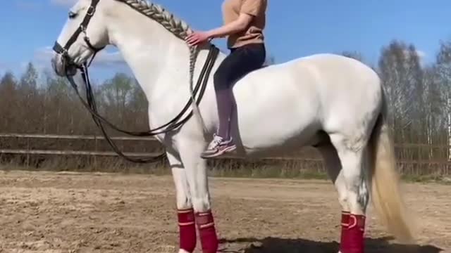 Easy Set on The Horse