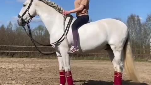 Easy Set on The Horse