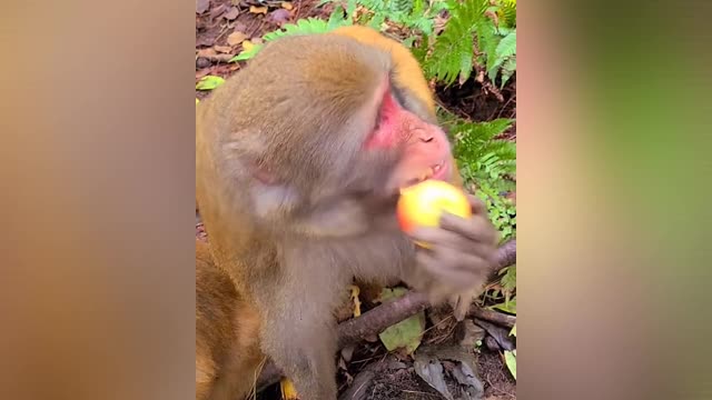 Let's eat apples ☺️😘 #monkey