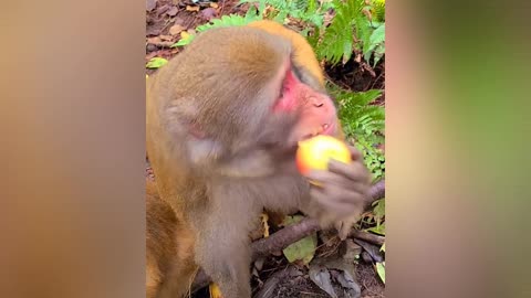 Let's eat apples ☺️😘 #monkey