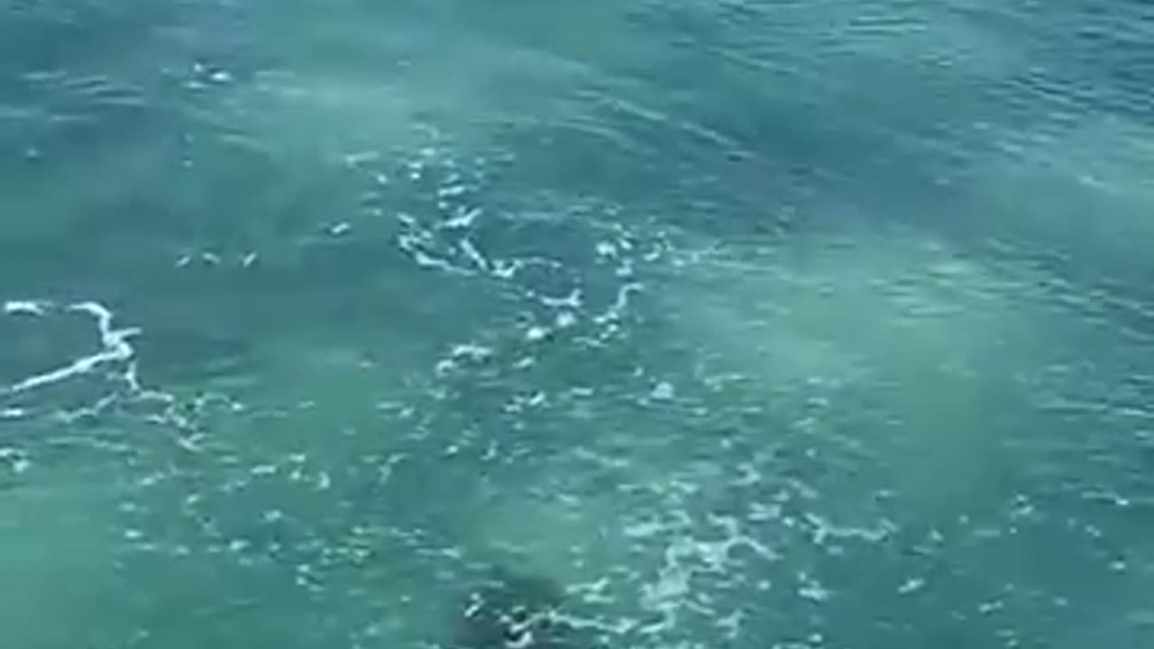 The Surfer and the Shark