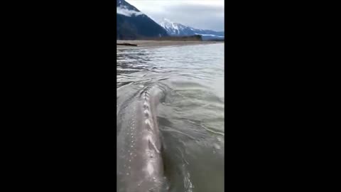 Giant Sturgeon in Canadian Waters