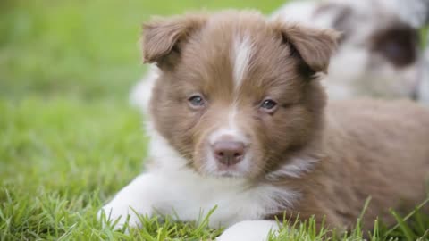 A cute little puppy lies on grass, then lifts its head