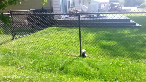 Cutest Baby Skunk trying to spray