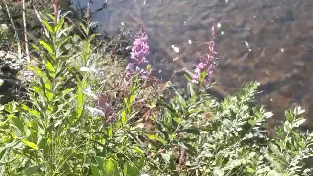 Anchor River Alaska, the Fireweed and the clear water. July 29, 2022