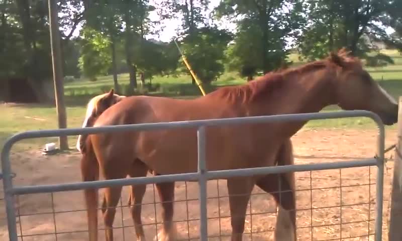 Gypsy Chester & Quarter Horse Tequila - Best Friends Playing