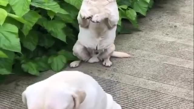 pets amazing short videos