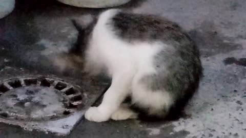 Cute kitten playing. This kitten is so cute.