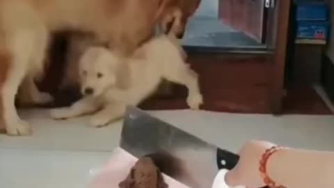 My dog very anxious about his pet