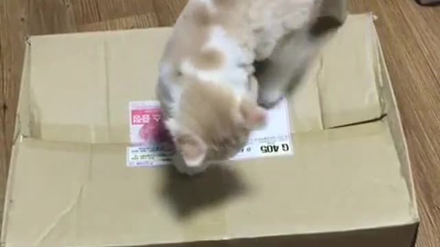 Surprise
