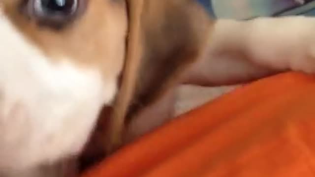 Beagle puppy won't let me sleep at 6 AM