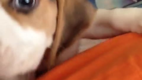 Beagle puppy won't let me sleep at 6 AM