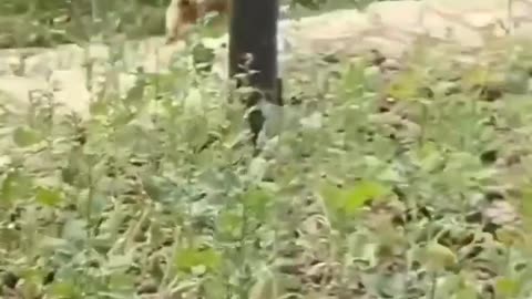 Funny cats and dogs complition 2024