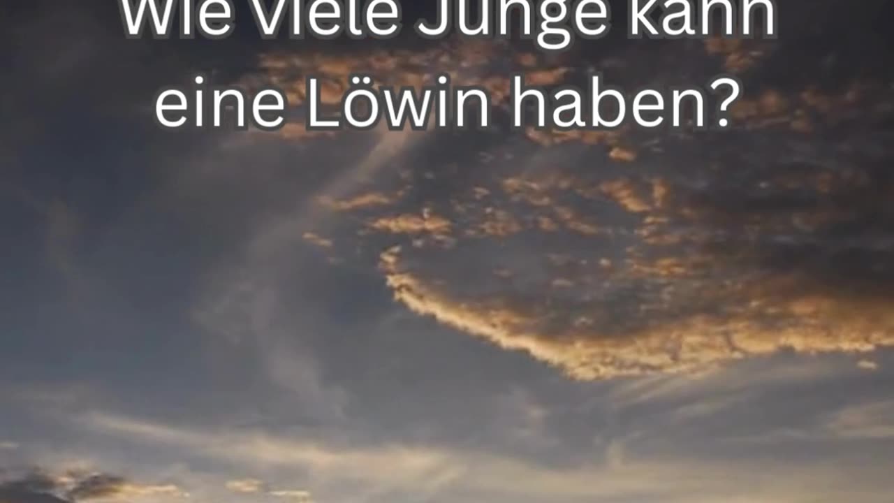 Löwen-Fakt 9 - Wie viele Junge kann eine Löwin haben?