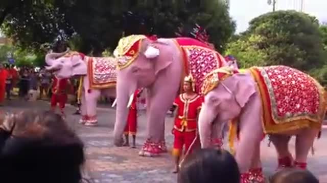 Elephant Dance