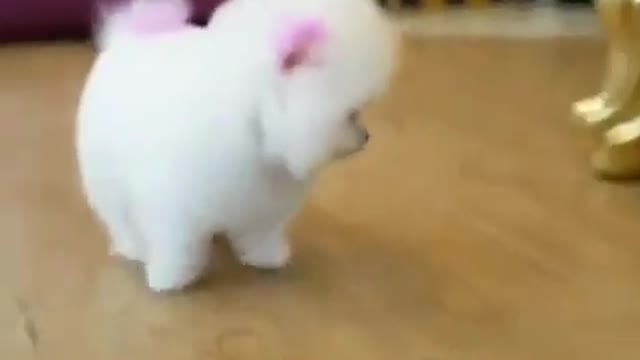 Cute little white dog