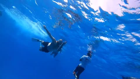 Swimming with dolphin