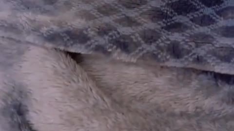 Funny Animals | Cat and Dogs Video 2022