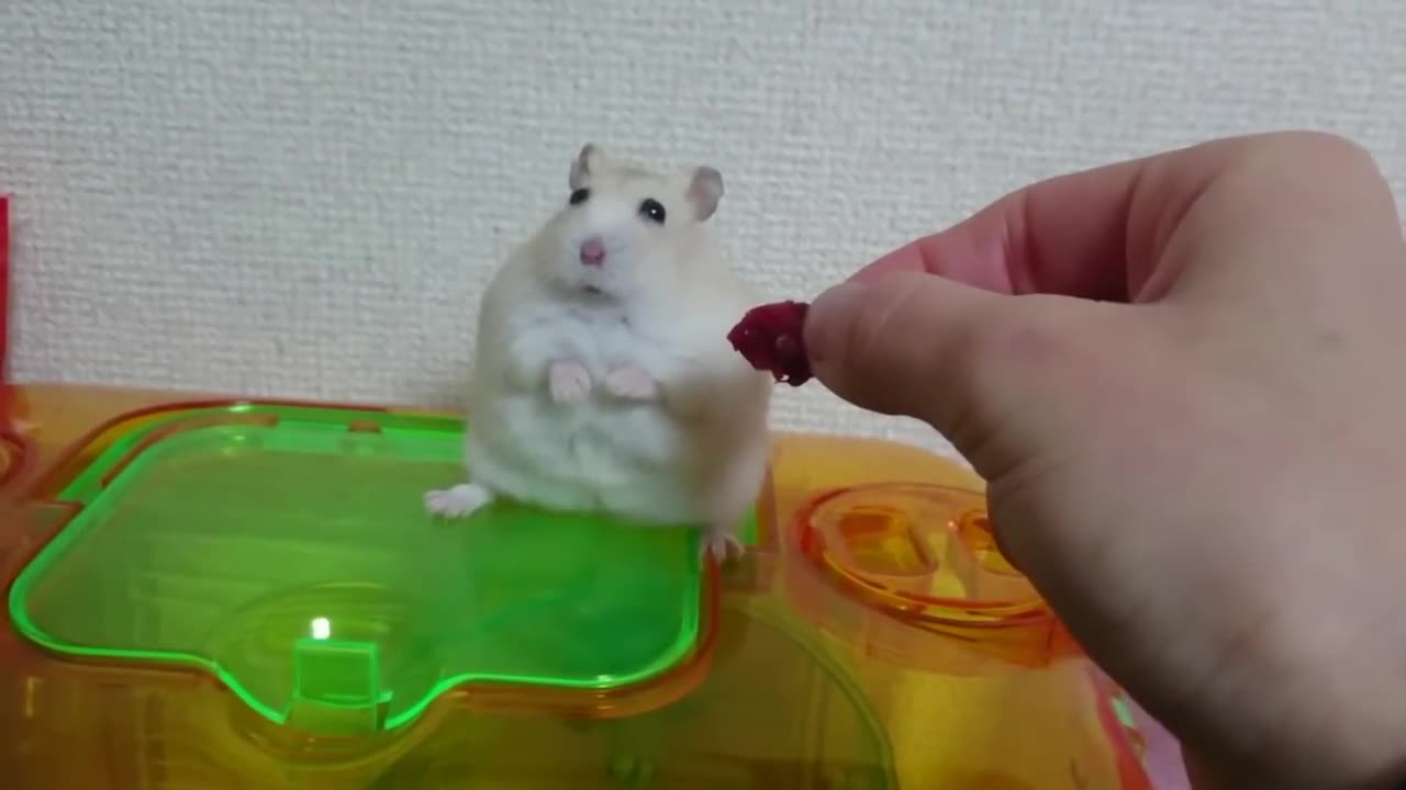 Owner Teases Hamster with Snack