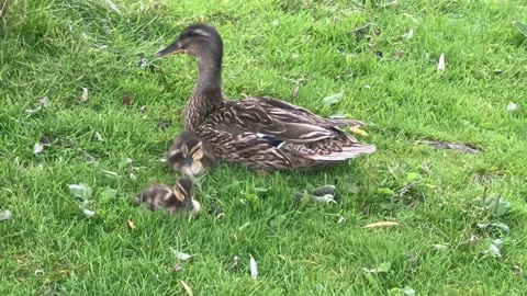 Mama and her two ducklings at James Gardens Toronto