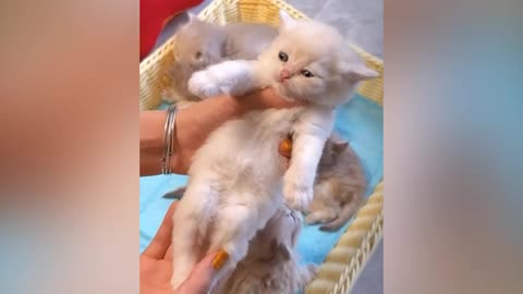 Cute animal kitten 😻💕 #cat #cute #kitten #pets #meow #videos #shorts 1