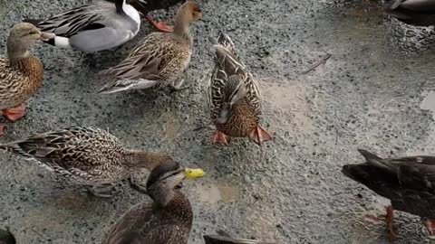 close-up-on-flock-of-ducks