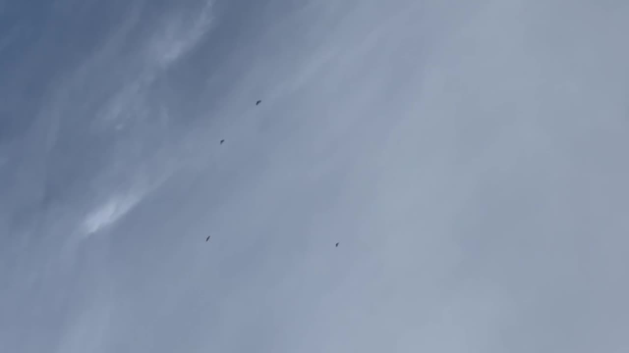 Birds Circling