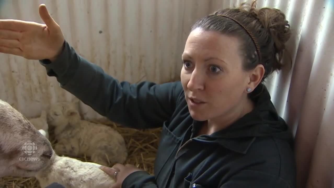 Sick Sheep Shocks Owner with a Miraculous Birth