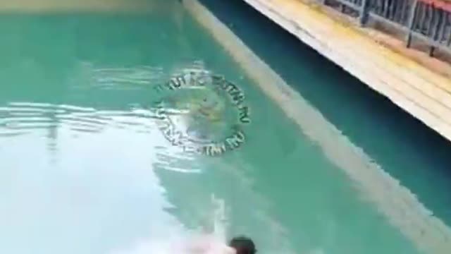 Saving Drowning Kitten