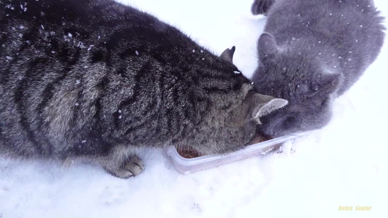 The grey cat is not lonely