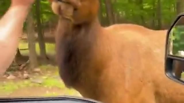 Animal funny video😂😂😂