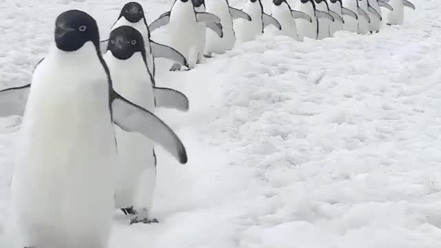 penguins paradise! they are happy