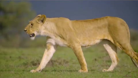 Angry 👿 Animals 😂 funny