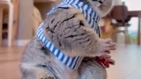 This lemur is so cute🤗💕