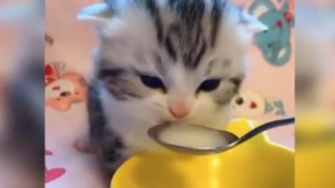 kitten drinking milk