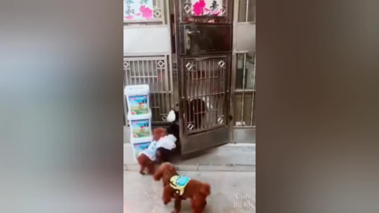 Funny DOG Videos 🐶 PART 1