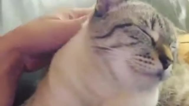 Cat loves being pet! Except...